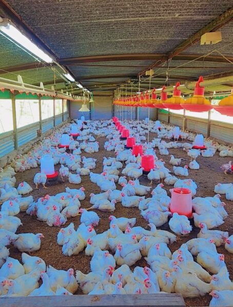 ceird-broiler-house