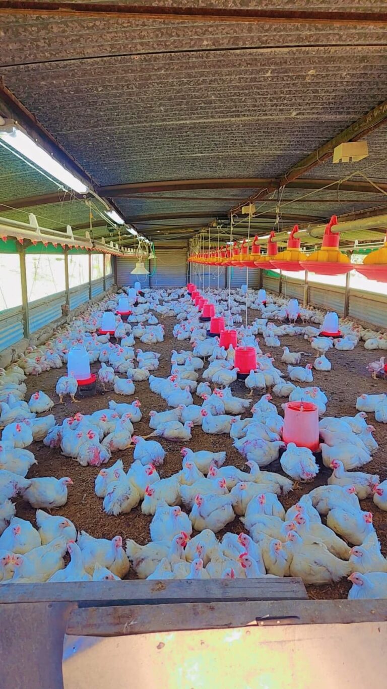 ceird-broiler-house